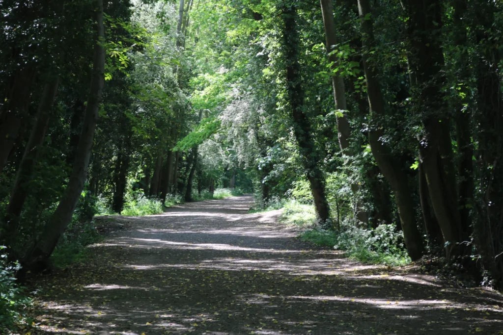 outdoors exploration nature path